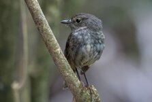 dslrNZ15.01.18robin-1.jpg