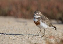 dslrNZ30.12.17sanderling-1.jpg