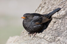 Amsel_20180225.jpg