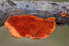 Zinnoberschwamm (Pycnoporus cinnabarinus)_CI4A15689_HF-BF.jpg