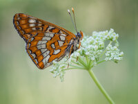 Maivogel, (Euphydryas maturna)1.jpg