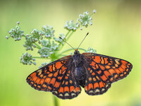 Maivogel, (Euphydryas maturna).jpg