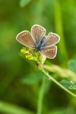 comp_DSC_1269-FalterPS.jpg