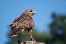 Wildpark Alte Fasanerie - Adler.jpg