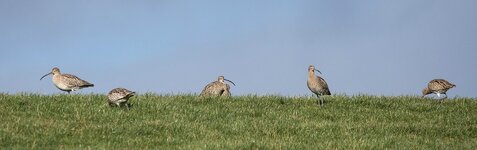 dslrJadebusen11.2.18großerbrachvogel-1.jpg