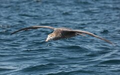 dslrNZ10.01.18Dunkelalbatross-1.jpg