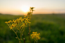 bokeh.jpg