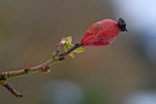 DSCF7677.jpg