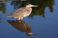 IMG_0470.jpg