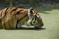 Tiger-07.jpg