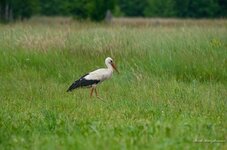 comp_IMGP9123 Kopie.jpg