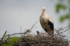 comp_IMGP9290 Kopie.jpg