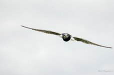 comp_IMGP9320 Kopie.jpg