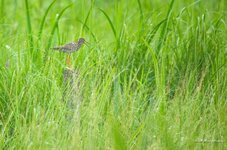 comp_IMGP9295 Kopie.jpg