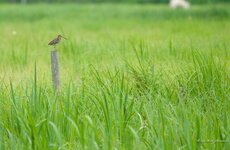 comp_IMGP9366 Kopie2.jpg