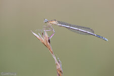 Libelle_2013-07-23-1.jpg