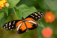 1 dslr  Schmetterling 3.jpg