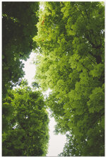 Leaves-1-Print.jpg