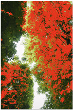 Leaves-3-sRGB.jpg