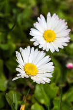 Gänseblümchen Karfreitag.jpg