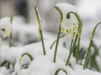 Schneeglöckchen.jpg