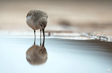 dslrHL2.4.18Sanderling-4.jpg