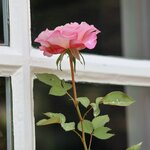 Rose Nr 02.jpg