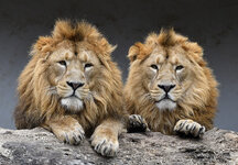 Löwenbrueder.jpg