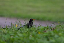 210_F4_Amsel.JPG