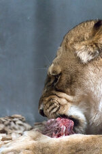 Karlsruher Zoo-3.jpg
