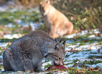 Luchs1.jpg