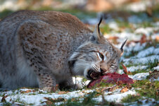 Luchs2.jpg