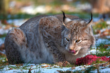 Luchs3.jpg