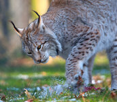 Luchs4.jpg