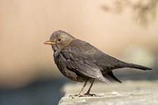 comp_DSC_2420_Amsel.jpg