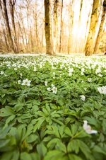 Wald Langen (1 von 1).jpg