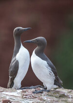 dslrHelgoland24.6.17-Lumme-2WZ.jpg