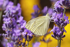 Schmetterling2a.jpg