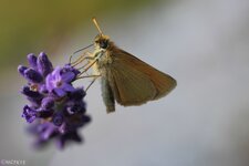 comp_IMG_1010_1.jpg