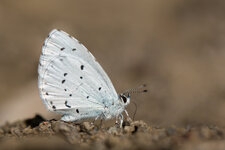 Faulbaum-Bläuling (Celastrina argiolus)_Q22A2698.jpg