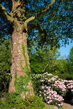 20180505-002 Baum mit Efeu 1.jpg