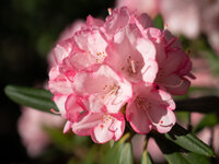 20180505-009 Rhododendren.jpg