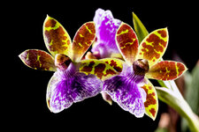 Zygopetalum maculatum.jpg