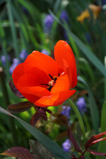 Tulpe klein.jpg