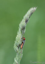 Gemeiner-Weichkäfer_2018-05-14_DSLR.jpg