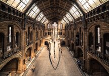 Hintze Hall  Natural History Museum, London.jpg