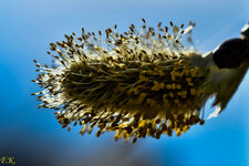 Blume-1091.jpg