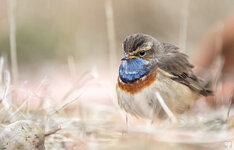 dslrHL31.3.18Blaukehlchen-1WZ.jpg