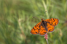 Roter Scheckenfalter (Melitaea didyma)_Q22A2238.jpg