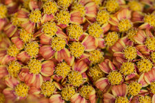 Achillea_5368_1000_sRGB.jpg